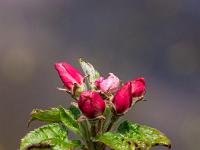 Blütenknospen an Apfelbaum Zweigende